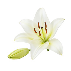 Fototapeta premium Beautiful white lily flower with bud isolated for elegant floral designs isolated on transparent background