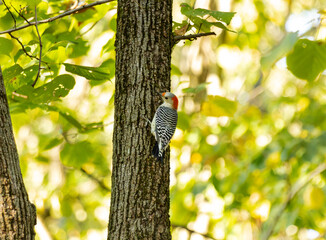 Close-Up of Red-bellied Woodpecker (Melanerpes carolinus) in Fall Woodland