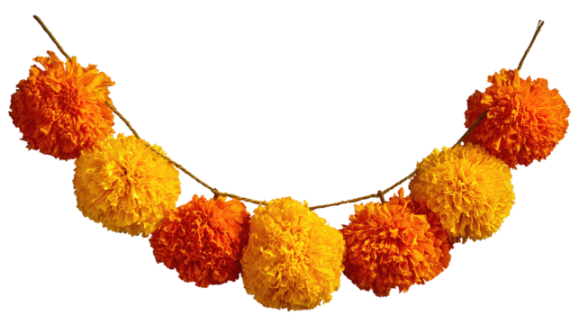 Vibrant marigold flower string in warm orange hues, handcrafted with visible thread ties and natural petal variation, isolated on transparent background.
