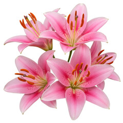 Naklejka premium Vibrant pink lilies blooming in a detailed close-up studio photograph isolated on transparent background