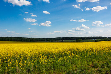 Obraz premium Vast vibrant yellow rapeseed field under a bright blue sky with scattered white clouds, stretching towards a distant green forest line