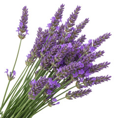 Obraz premium Beautiful bunch of fresh lavender flowers with green stems against a deep background isolated on transparent background