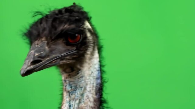 Emu Close Up Head Shot Against Green Background Showing Feathers.
