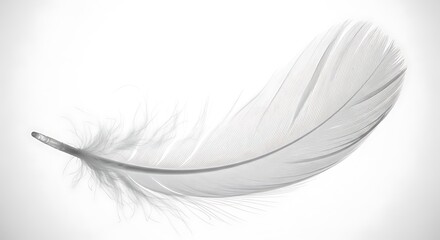 Delicate White Feather - A Symbol of Lightness and Purity.