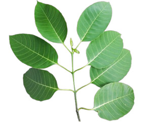 A single green leaf or a bunch of leaves on a branch, isolated on a white background, shows fresh foliage from a plant or tree
