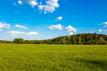 Vast green field under a clear blue sky with fluffy white clouds, forest line on the horizon. A breath of fresh air, nature's embrace