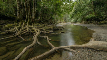Fototapeta premium Forest Creek with Tree Roots Dipping into Water, Surrounded by Lush Foliage and Dappled Sunlight - tranquil woodland