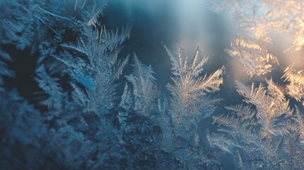 Intricate frost patterns