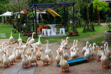 White ducks the farm pond