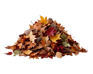 Rustic pile of dry autumn leaf foliage with vibrant red, yellow, and orange color. This seasonal element brings feeling of nostalgic warmth on transparent background