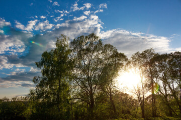 Obraz premium Sun bursts brilliantly through lush tree foliage, silhouetting branches against a blue, cloudy sky. A serene natural landscape, vibrant and full of life