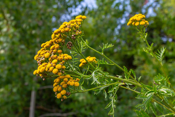 Tansy Tanacetum vulgare wild plant in summer