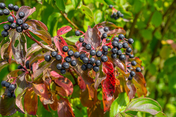 Cornus sanguinea is a perennial plant of the sod family. A tall shrub with small flowers and black inedible berries. Turf-well is grown as an ornamental plant