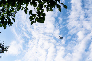 木陰から見上げた青空を飛んでいる飛行機