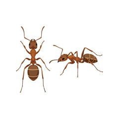 Two red ants isolated on close up macro view insect detail vector © azad