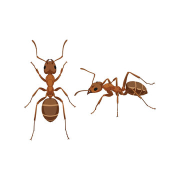 Two red ants isolated on close up macro view insect detail vector
