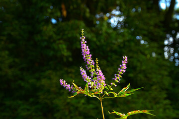 セイヨウニンジンボク