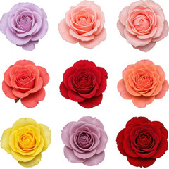 Fototapeta premium Nine vibrant roses in assorted colors displayed in a grid pattern isolated on transparent background
