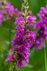 Fototapeta premium Purple loosestrife Lythrum salicaria inflorescence. Flower spike of plant in the family Lythraceae, associated with wet habitats