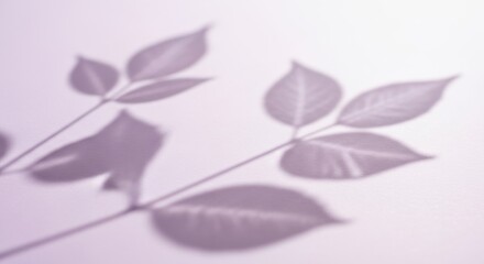 Soft Purple Leaf Shadows on Textured White Background, Delicate Botanical Overlay
