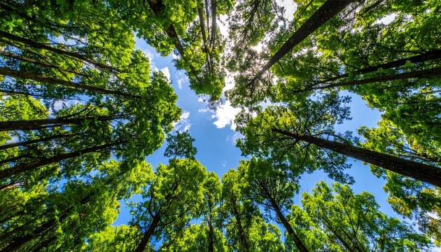 looking up tree - Powered by Adobe