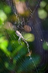 wespspider on a web