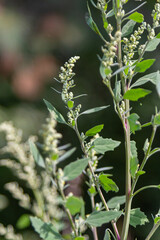 Chenopodium album, edible plant, common names include lamb's quarters, melde, goosefoot, white goosefoot, wild spinach, bathua and fat-hen