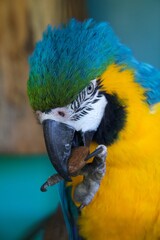 blue and yellow macaw ara