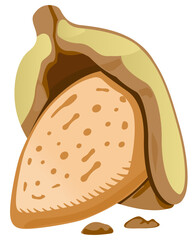 Realistic almond shell icon vector partially cracked open, showing inner seed for organic nut product labels.