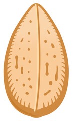 Vector icon of almond shell cross-section showing inner structure and seed for education or food design.