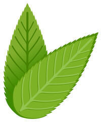 Vector icon of almond leaves pair showing natural texture and freshness, perfect for eco or organic label designs.
