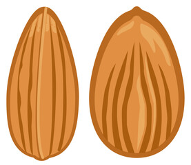 Vector icon of two almond kernels showing smooth brown texture, perfect for organic food, nut, and healthy product design.