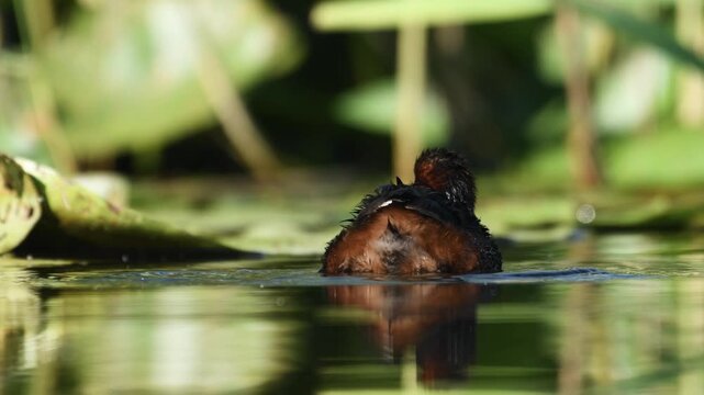 A little grebe in its natural habitat