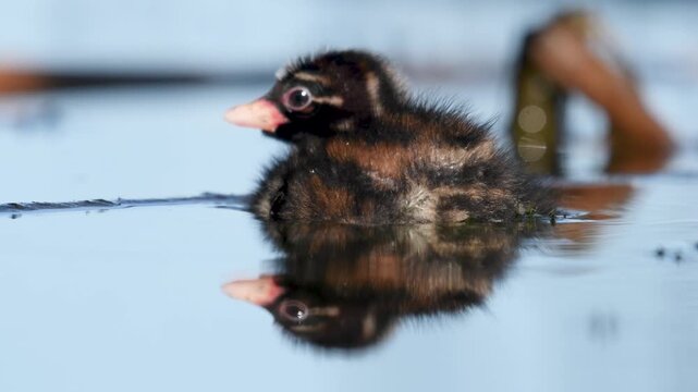 A little grebe in its natural habitat