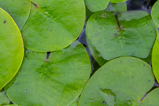 Hydrocharis morsus-ranae, frogbit, is a flowering plant belonging to the genus Hydrocharis in the family Hydrocharitaceae. It is a small floating plant resembling a small water lily