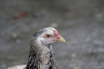 Close up portrait of a chicken on a farm