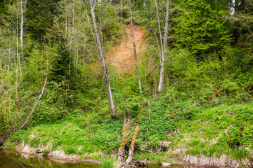 Lush green forest with a small river and a prominent orange clay cliff. Bare trees stand among...