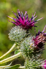 Arctium tomentosum, commonly known as the woolly burdock is a species of burdock belonging to the family Asteraceae