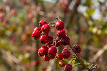 clusters of red fruits Crataegus coccinata tree close up