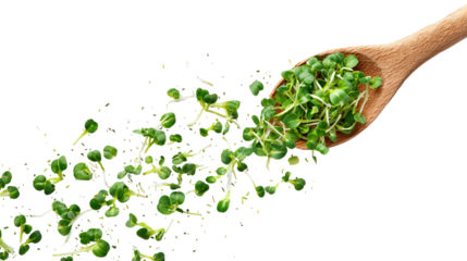 Healthy Sprouts Falling Gently from a Wooden Spoon on Transparent Background
