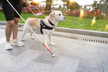 Service dog supporting visually impaired owner with cane on urban sidewalk during daytime at park, concept of accessibility, mobility aid, inclusion and disability awareness