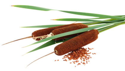 cattail fruit and seeds isolated on transparent background.