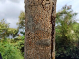 Close-up view of a tree trunk with rough bark and a prominent vertical crack.