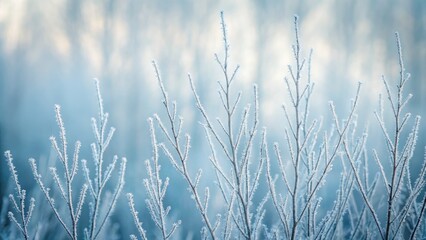 Frozen Branches Beauty Winter Ice Crystals Nature Photography Serenity
