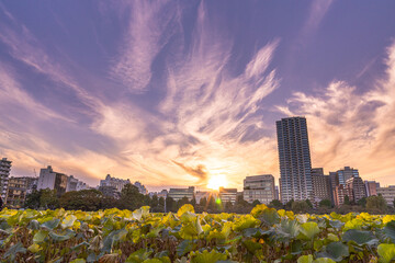 夕暮れの下のビル群と蓮の花の葉っぱ