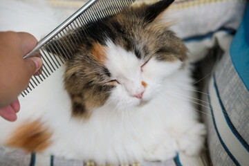 A hand, petting the cute fluffy white cat with cat hair comb.