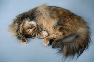 Cute fluffy white cat lying on the floor with funny pose. Mixed breed cat between Maine Coon and Scottish Fold.