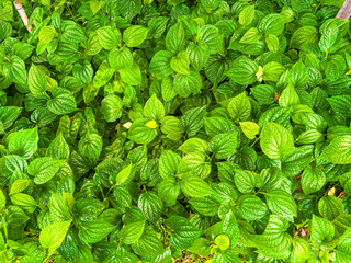 green leaves Cluttered tree background, Cluttered leaf background, Leaf background, Many green leaves