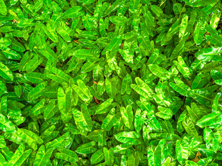 green fern leave Cluttered tree background, Cluttered leaf background, Leaf background, Many green leaves