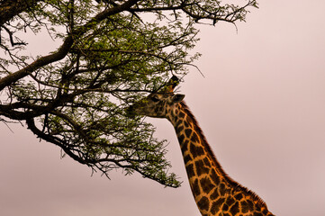 South Africa: pink dawn during a safari in KwaZulu-Natal, land of the Zulus, giraffe feeding in the...